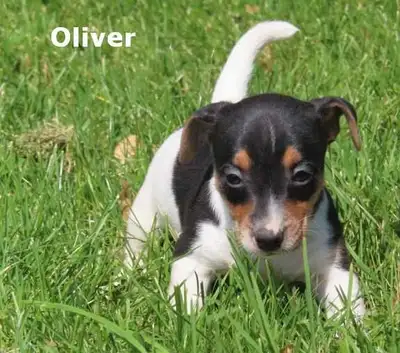 Jack Russel puppies. , View more