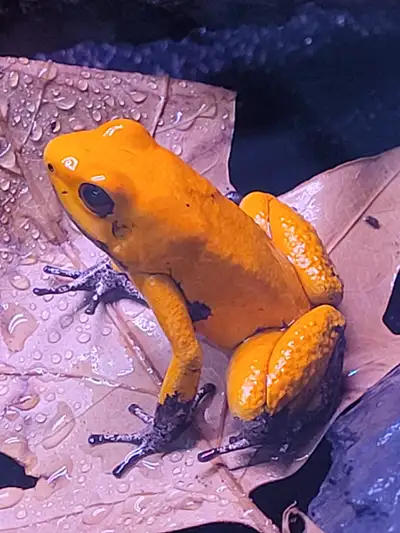 Hi. I have for sale some Orange Terribilis blackfoot Frogs for sale asking $45 each 4 or more $25 ea...