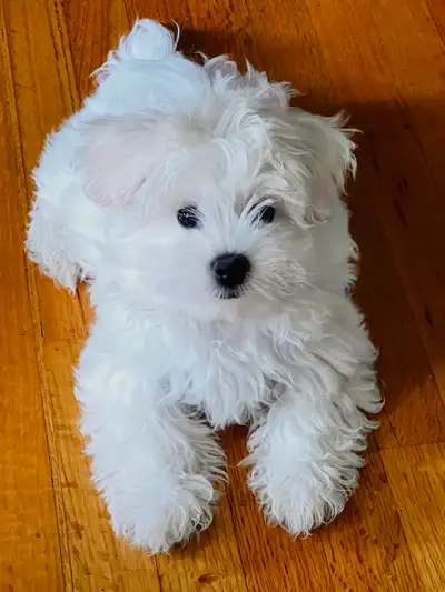 Bichon Puppy Looking for Love ❤️, View more