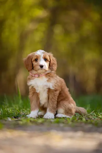 F1B small Bernedoodle puppies , View more