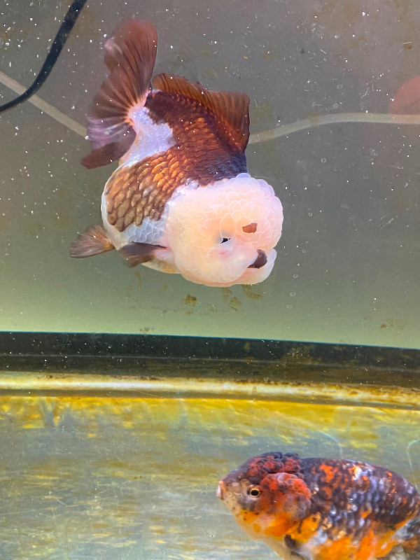 High quality fancy Goldfish for sale!! in Fish for Rehoming in Burnaby/New Westminster - Image 2