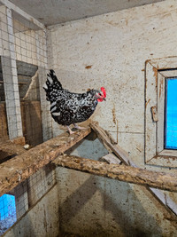Purbred Heritage Speckled Sussex Hatching Eggs For Sale.