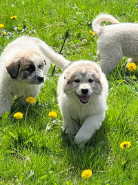 LAST Litter of Adorable Great Pyrenees Puppies!