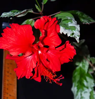 Indoor Plant: Blooming Variegated Hibiscus, View more