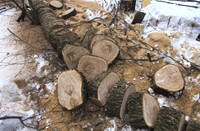 Cutting firewood, trees. Splitting firewood.
