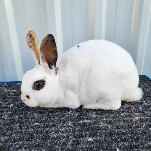 EXTRAORDINARY MINI REX BABY RABBITS in Small Animals for Rehoming in Ottawa - Image 9