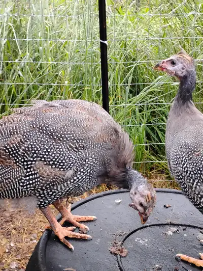 Guinea fowl, View more