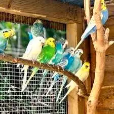 Seeking Budgie Breeding Group - Loving Home Awaits! Experienced bird keeper looking for a well-bonde...
