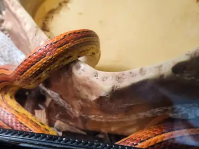 Corn snake strip de 4 ans. Mange bien et docile., View more