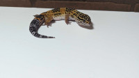 Leopard Gecko 