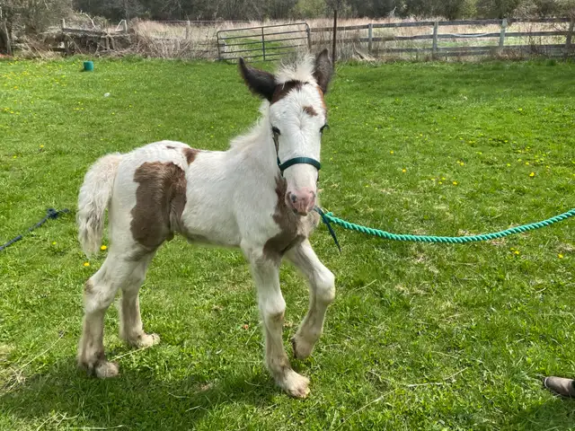 Gypsy Vanner Colt in Horses & Ponies for Rehoming in Oshawa / Durham Region - Image 3