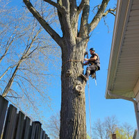 Greg's tree removal service Text 647-648-2453