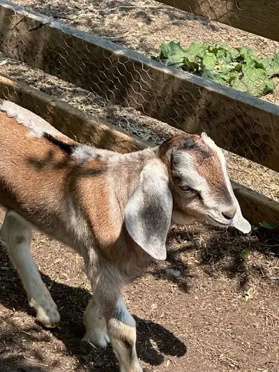 Nubian crossed with Boer buckling born mid April. Can be reached at (204)573-9719, call or text.