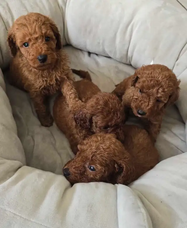 Dark Red Miniature Poodles in Dogs & Puppies for Rehoming in City of Toronto - Image 3
