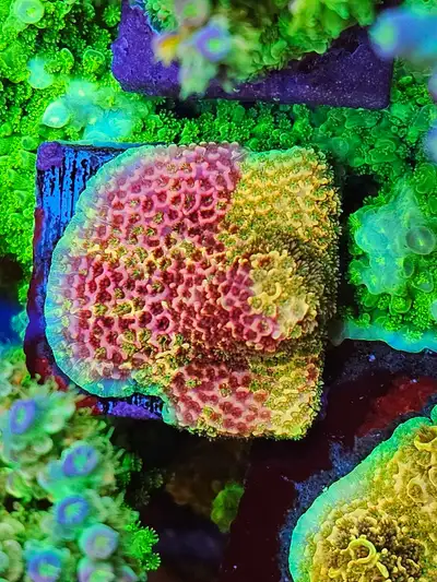 RR rainbow splice frags, View more