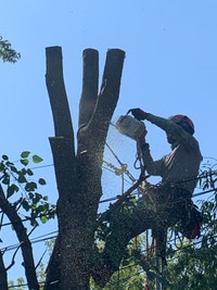 Tree Removal | Tree Trimming | Fully Insured | (416) 206-1460 City of Toronto Toronto (GTA) Preview
