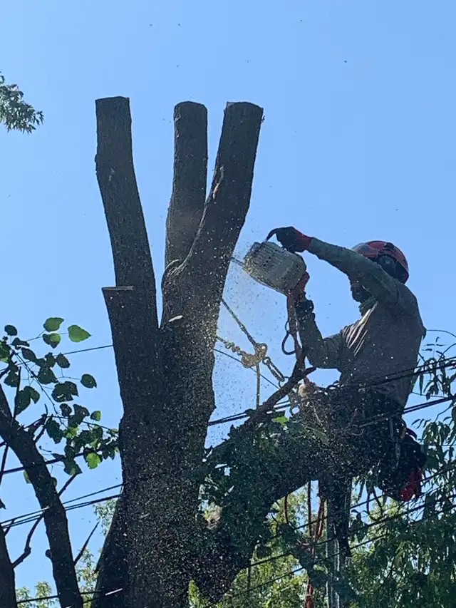 Tree Removal | Pruning | Fully Insured | (416) 206-1460 in Lawn, Tree Maintenance & Eavestrough in City of Toronto - Image 2