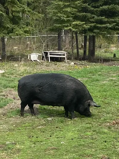 3 year old sow, View more