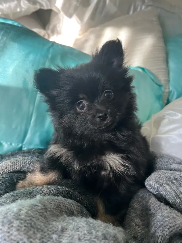 chiots pomchi in Dogs & Puppies for Rehoming in Laurentides - Image 3
