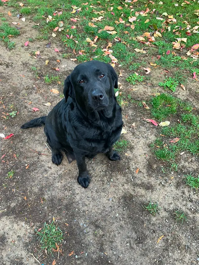 CKC Registered Yellow & Black Labrador Puppies | Dogs & Puppies for ...