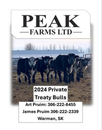 Purebred Speckle Park Yearling Bulls