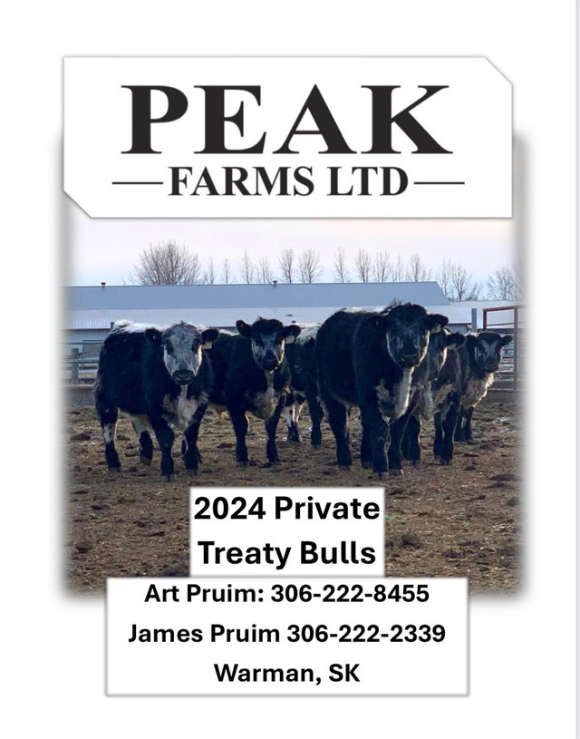Purebred Speckle Park Yearling Bulls in Other in Saskatoon
