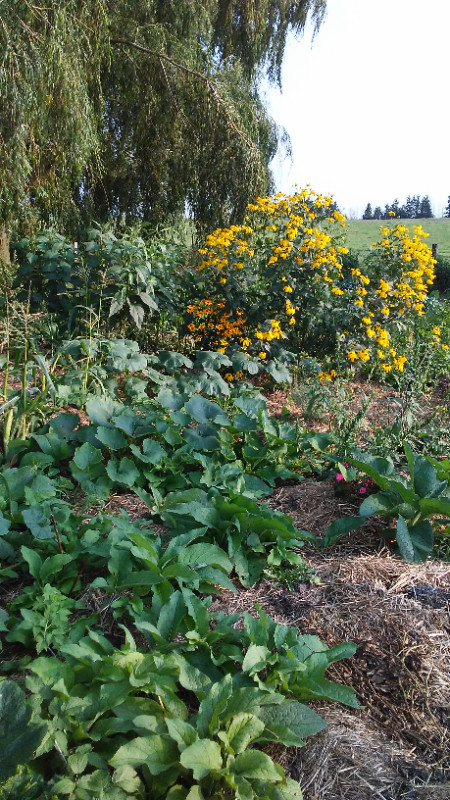 Green Headed Coneflower Plants in Plants, Fertilizer & Soil in Kitchener / Waterloo - Image 3