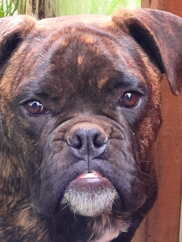 Chiots Old English Bulldog a vendre Chiens et chiots à adopter Sherbrooke Kijiji