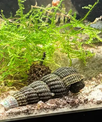 Yellow spotted (poso) Rabbit snail , View more