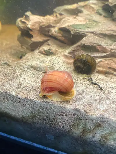 mystery snails , View more