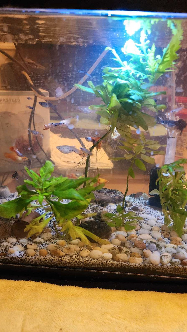Guppy Bundle for Sale in Livestock in City of Toronto - Image 2