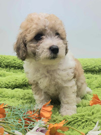 TOY BICHONPOO 9WEEKS OLD READY TO GO NOW!