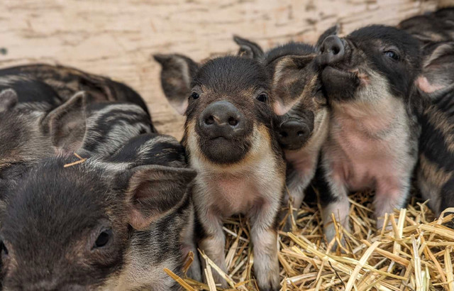 Purebred Mangalitsa piglets in Livestock in Nelson