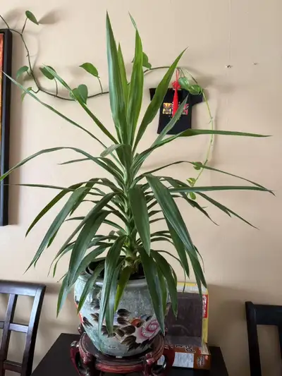 Brazilian ironwood or Dracaena fragrans (Corn Plant), View more