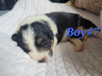 Border Collie puppies