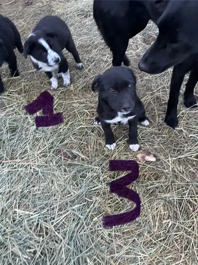Akita black lab border collie cross puppies to forever homes. 2 male 2 female great with kids of all...
