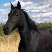 2012 CRTWH registered Tennessee Walker mare