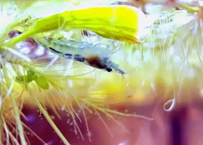 (Not available) Blue Jelly Neocaridina crevette/shrimp, View more