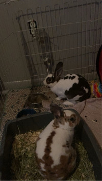 2 bonded male rabbits with cage 
