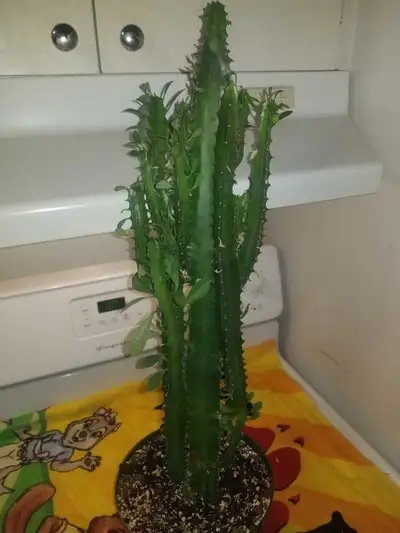 22" Africian Milk Tree Succulent , View more