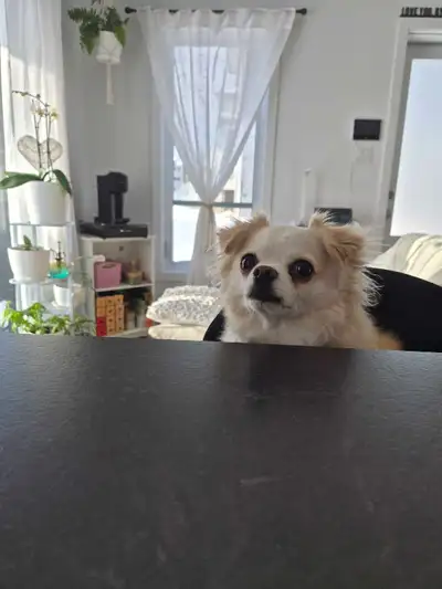 Charmant 3 et demi disponible à la location, idéalement situé et offrant un espace de vie confortabl...