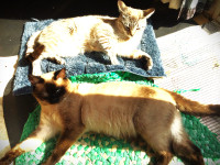 Love cuddles Siamese brothers Lynx and Seal 11 mth old kittens