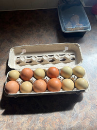 Chicken eggs 