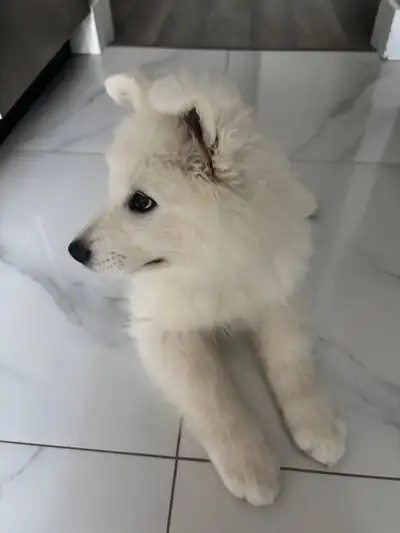 White, fluffy, and super friendly Samoyed girl, 2.5 months old. She is well-socialized and pee pad t...