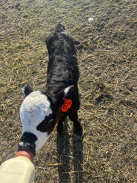 Black white face steer calf 