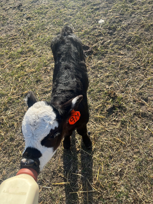 (SPPU) Black white face steer calf  in Livestock in Regina