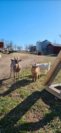 Pygmy goat family