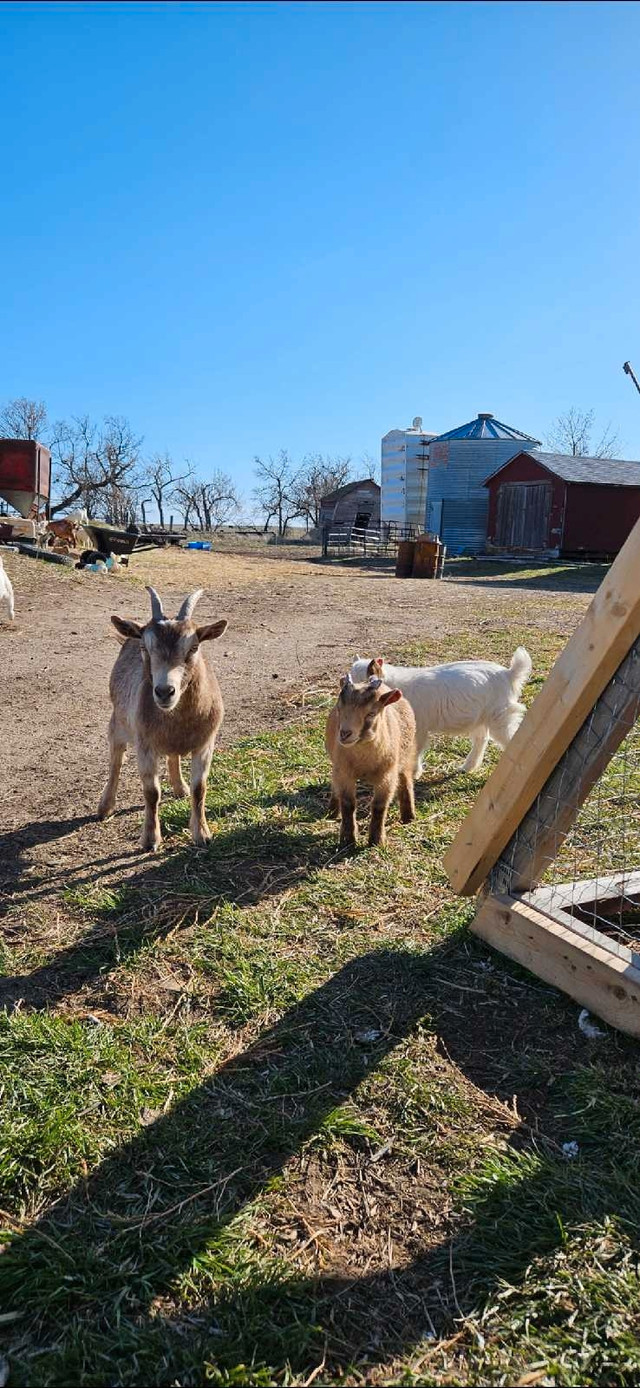Pygmy goat family in Livestock in Swift Current