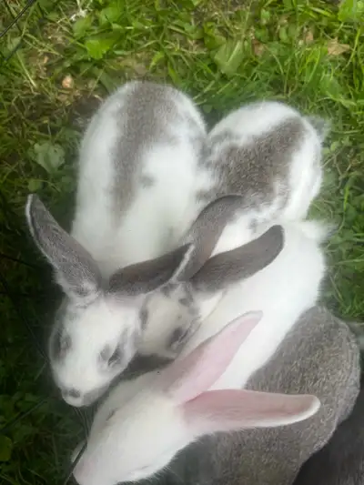 baby rabbits, View more