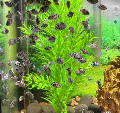 5 pour 10$ 2$ chq Ont a trop Super bonne santé , poisson amical , mange très bien Cap de la Madelain...